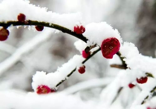 梅花：坚韧不拔，寓意坚强意志