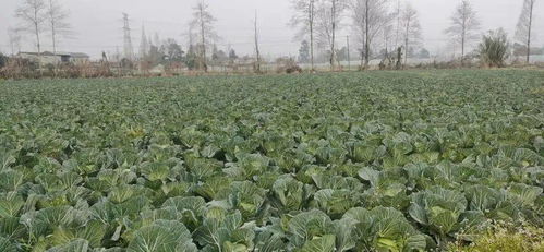 富平山地种植蔬菜的小秘密