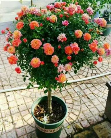 蔷薇：生命力极强的植物