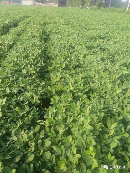 花生控旺注意事项