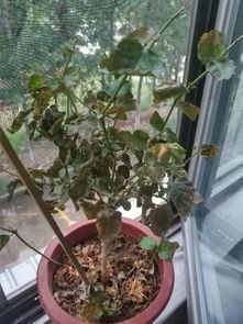 “茉莉花叶枯萎，如何救治