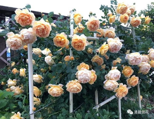 黄金庆典月季：金黄满枝，庆典般壮观