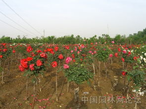 树状月季， 水插育苗的独特技巧