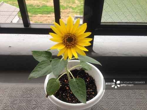 矮向日葵易结籽，养植攻略大揭秘！