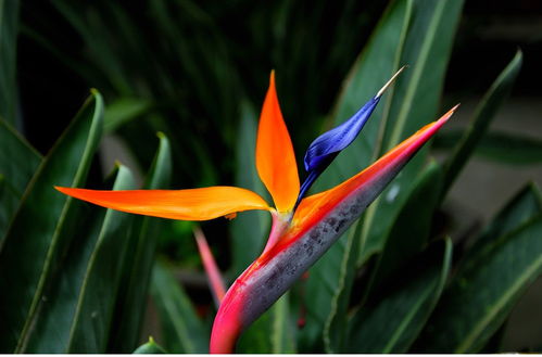 什么是鹤望兰？