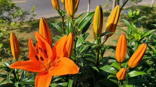 掌握关键技巧，轻松养殖百合花！