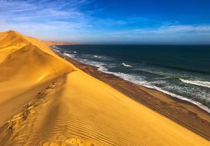沙漠阳台植物大揭秘：哪种品种越干旱开花越旺？