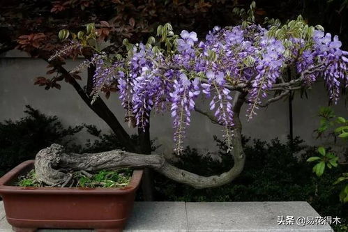 生长嫩力强，南北者阝行