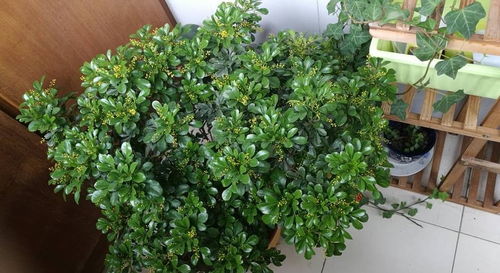 第三种：米兰， 香气满屋飘