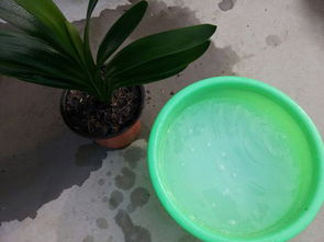 植物换盆时这些注意事项你都掌握了吗