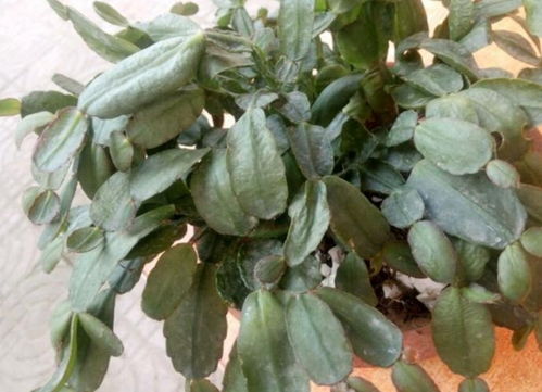 阳光下的花儿们，你认识哪些？