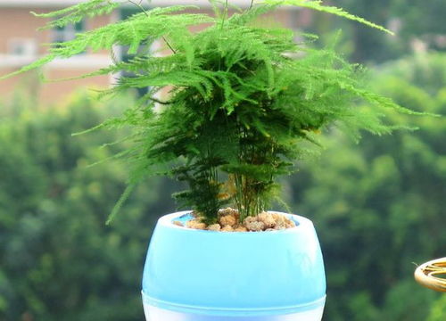 植物冬天为什么冻不死？其生命密码究竟是什么