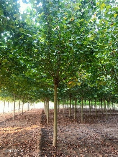 黑松与法桐的价格探秘