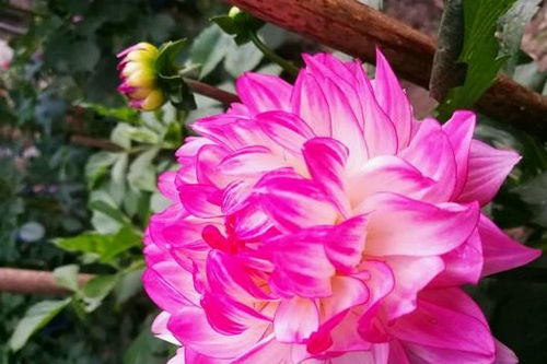 秋季开什么花？这些花好看又好养一定要知道