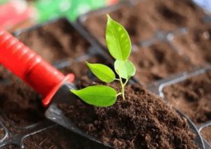 土壤， 得有点煤渣