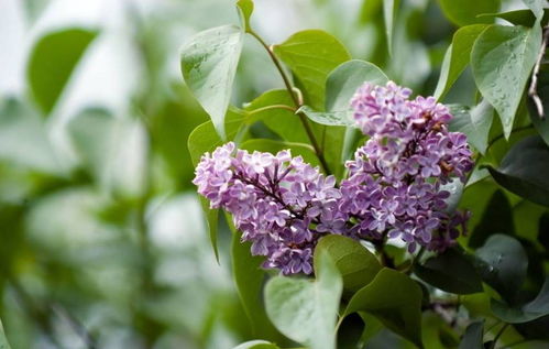 谁有丁香花高清大图？这花儿美得让人惊艳