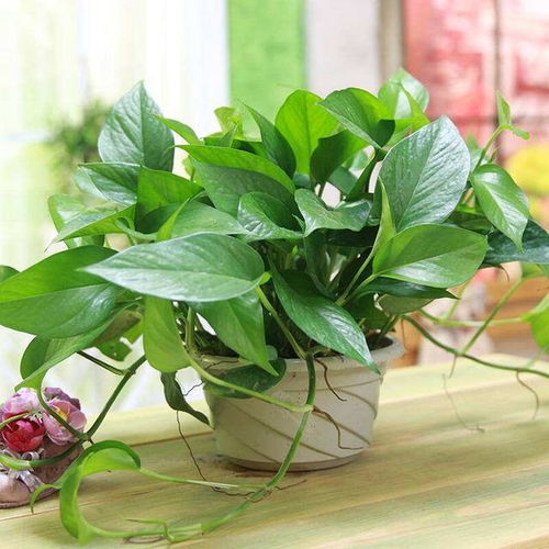 一、光照不足？绿萝需要阳光，但不是直射哦！