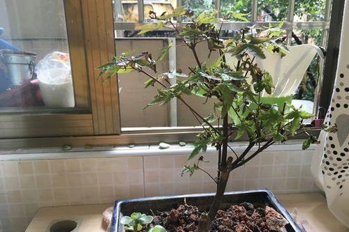 红枫盆景太高？巧妙修剪