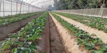 打造清新花园：柠檬水灌溉的五大要点