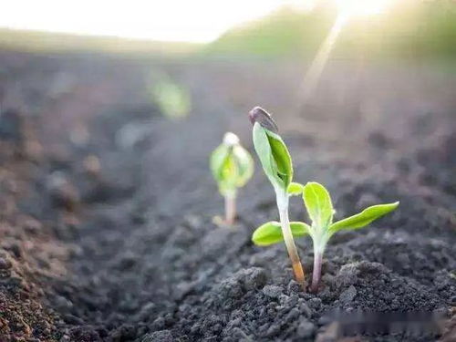 有机肥料改善土壤：养土的艺术