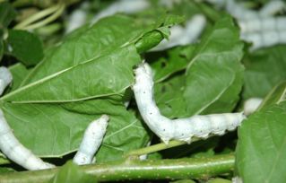 桑园周边施药的防护方案