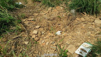 兴安百里香：耐寒小嫩手