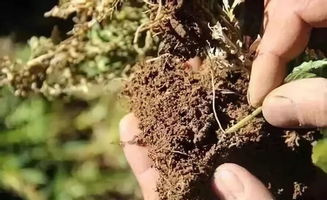 如何避免除草剂浓度过高？