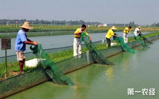 泥鳅缺氧耐受能力强，适应多种水域环境