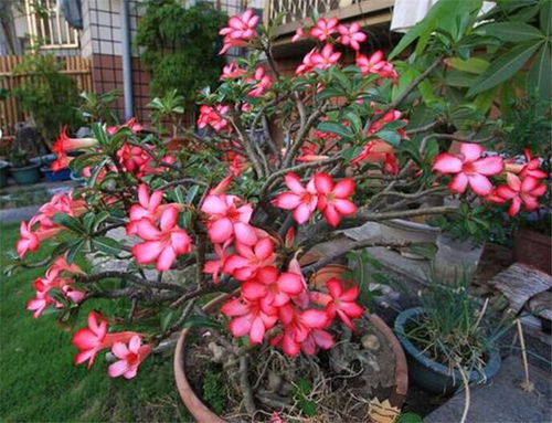 沙漠玫瑰喜日照， 需要全天候的日照