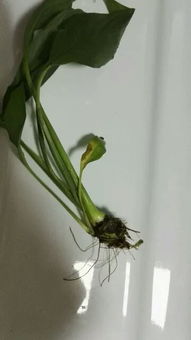 水培白掌烂根了怎么办？如何挽救