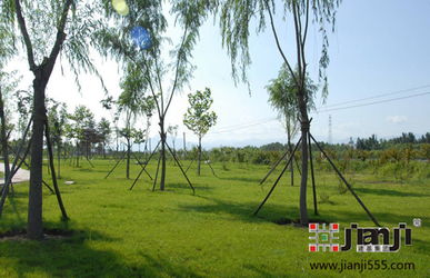 园林中的绿色仙境