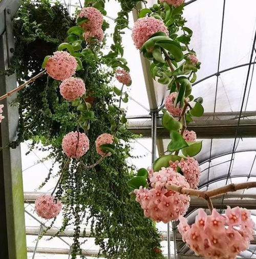 耐阴花的种类和特点