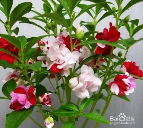 凤仙花种子怎么播种？新手也能轻松学会的技巧有哪些