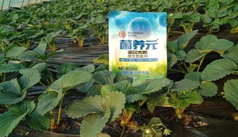 散沫花根腐病，巧用生物菌剂