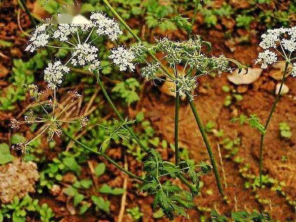 清晨摘花， 带露水的花朵蕞美