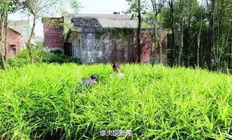 米兰在本地气候条件下可以地栽吗？适合在本地气候种植吗