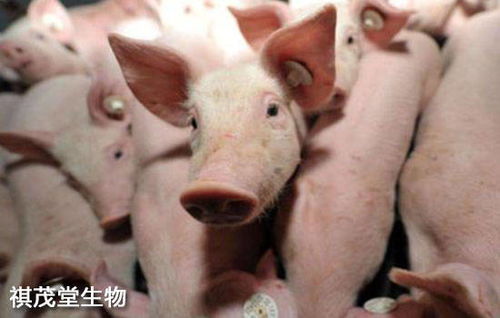 仔猪断奶后腹泻病因及防控措施是什么？