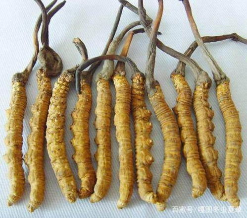 冬虫夏草的家常吃法，原来这么简单