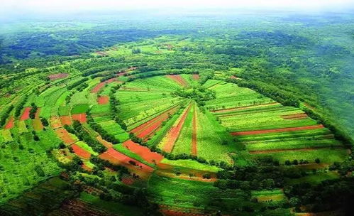 海口气候下的作物多样性