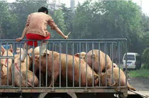 猪价低潮，创新养殖模式