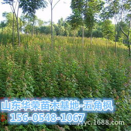 种子质量与保存