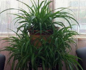 书桌在卧室的风水布局