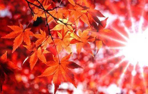 枫叶树的耐寒温度：零下15℃？还是梗冷？