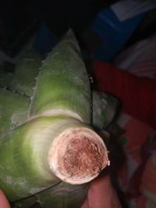 芦荟根部烂了如何挽救
