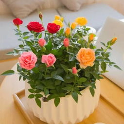 花店玫瑰， 插活有妙招