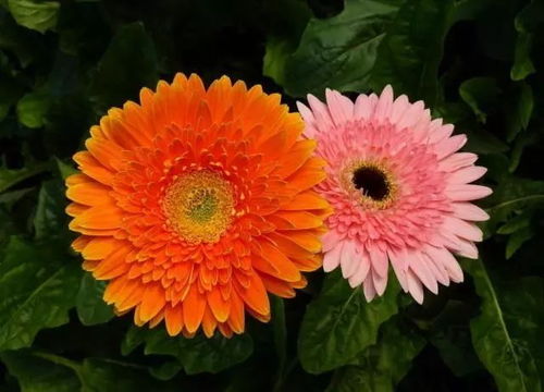 非洲菊定植时机与成活率提升