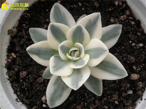 多肉植物富士怎么养？如何让叶片饱满、颜色鲜艳