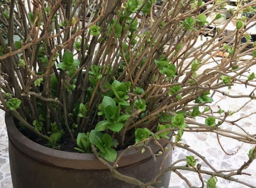 露天大水缸适合养水生植物？这些植物养在水缸里很美