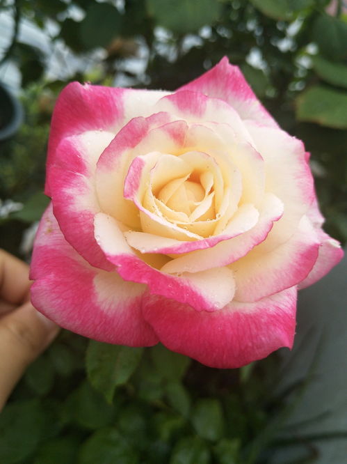 第二招：光照充足，月季的“阳光浴”