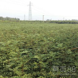 花椒建园需选适宜地，掌握栽植、管理技术